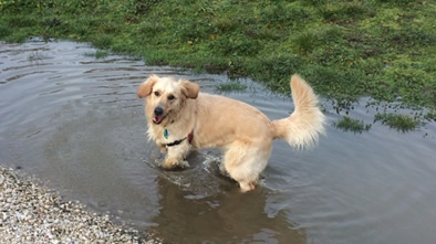 Golden Retriever enjoying a large puddle