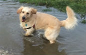 Golden Retriever in a large puddle