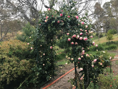 Roses covering trellis at Penna Lane property