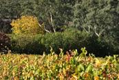 Autumn colours in the vineyard and the trees